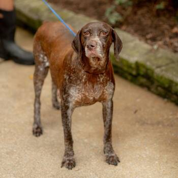 Mira -  German Shorthaired Pointer Dog for Adoption in Chester Springs, Pennsylvania - Mira | PetCurious