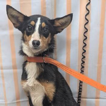 Foxy -  Rat Terrier and Australian Terrier Dog for Adoption in Melbourne, Kentucky - Foxy | PetCurious
