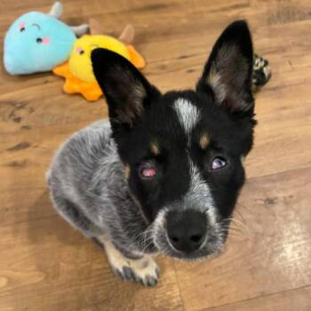Australian Cattle Dog Blue Heeler Dogs Available for Adoption - Echo | PetCurious