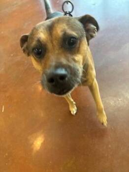 Instanbul -  Hound and Mixed Breed Dog for Adoption in New Orleans, Louisiana - Instanbul | PetCurious