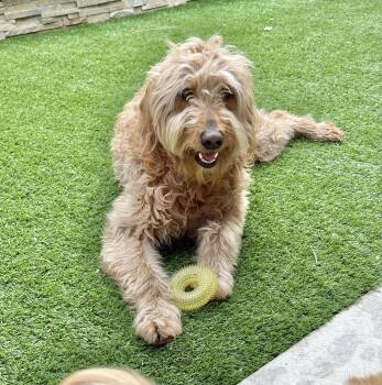 Goldendoodle Dogs Available for Adoption - Barley Bear | PetCurious