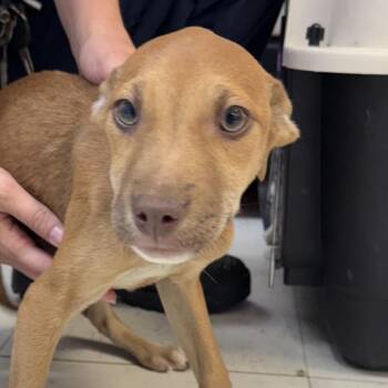 Labrador Retriever Dogs Available for Adoption in Jacksonville, Arkansas - Honey | PetCurious