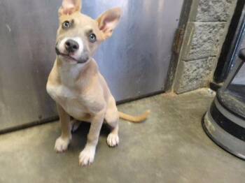BUTTER BEAN -  Siberian Husky and Mixed Breed Dog for Adoption in Tulsa, Oklahoma - BUTTER BEAN | PetCurious
