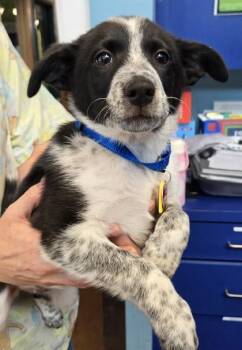 Jolene -  Mixed Breed Dog for Adoption in Stanwood, Washington - Jolene | PetCurious
