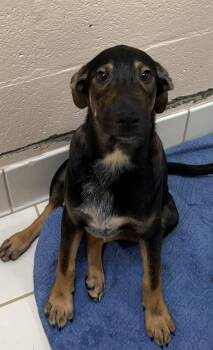 Tucker -  Shepherd Dog for Adoption in Upper Sandusky, Ohio - Tucker | PetCurious