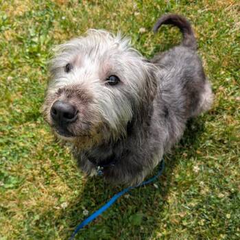 Nyx -  Terrier and Mixed Breed Dog for Adoption in Pittsburgh, Pennsylvania - Nyx | PetCurious