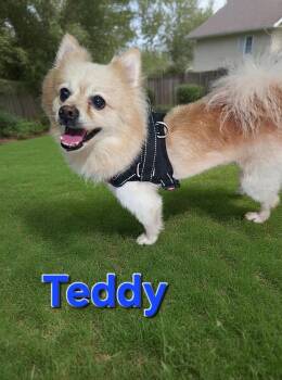 Teddy -  Pomeranian Dog for Adoption - Teddy | PetCurious