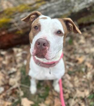 Rescue Pit Bull Terrier and Mixed Breed Dogs for Adoption in Twinsburg, Ohio - Karate- Special Needs | PetCurious