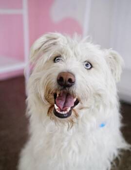 Rescue Old English Sheepdog Dogs for Adoption in Pasadena, California - Stormie | PetCurious