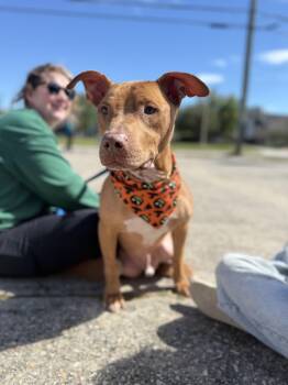 Stanley -  American Staffordshire Terrier Dog for Adoption in Covington, Louisiana - Stanley | PetCurious
