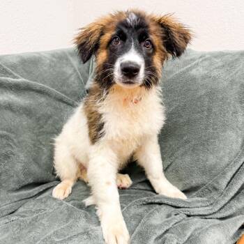 Australian Cattle Dog Blue Heeler Dogs Available for Adoption in Parker, Colorado - 474 (2026) Rocko | PetCurious