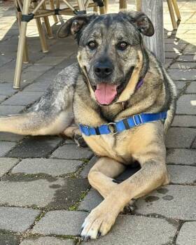 German Shepherd Dog and Rottweiler Dogs Available for Adoption in Novato, California - Mia | PetCurious