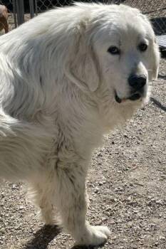 Great Pyrenees Dogs Available for Adoption in Newburg, Missouri - Butch | PetCurious