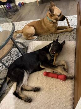 German Shepherd Dog Dogs Available for Adoption - Sasha | PetCurious