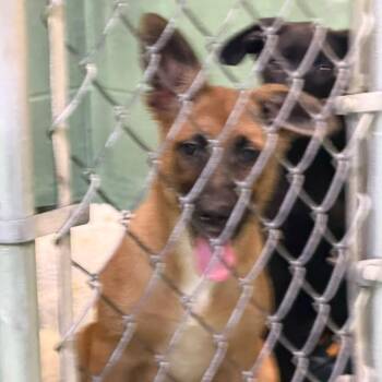 Rhea -  Mixed Breed Dog for Adoption in Gadsden, Alabama - Rhea | PetCurious