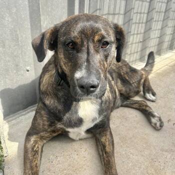 Terrier and Shepherd Dogs Available for Adoption - Stacy | PetCurious