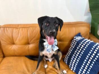Ranger Clark Happiest Loverboy -  Australian Shepherd and Labrador Retriever Dog for Adoption in Friendswood, Texas - Ranger Clark Happiest Loverboy | PetCurious