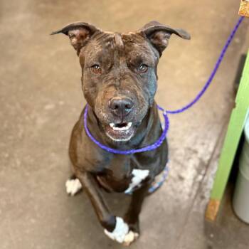 Halo -  Pit Bull Terrier Dog for Adoption in Norman, Oklahoma - Halo | PetCurious