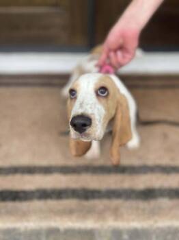 Rescue Basset Hound Dogs for Adoption in Melbourne, Florida - Winnie | PetCurious