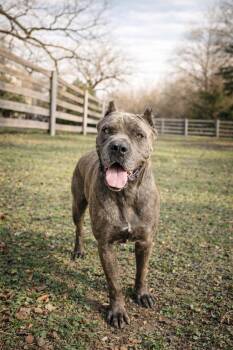 Cane Corso Dogs Available for Adoption - Slater | PetCurious