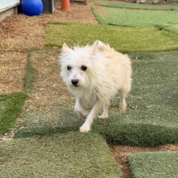 Pasta -  Terrier Dog for Adoption in Agua Dulce, California - Pasta | PetCurious