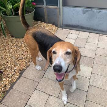 Minnie -  Coonhound Dog for Adoption in Eustis, Florida - Minnie | PetCurious