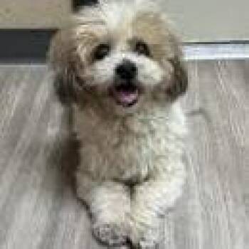 Millie -  Shih Tzu Dog for Adoption in Ramona, California - Millie | PetCurious