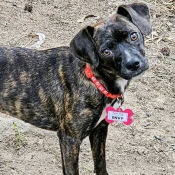 Envy -  Feist Dog for Adoption in Wake Forest, North Carolina - Envy | PetCurious