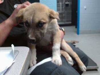 Australian Shepherd and Akita Dogs Available for Adoption in Albuquerque, New Mexico - TRUENO | PetCurious