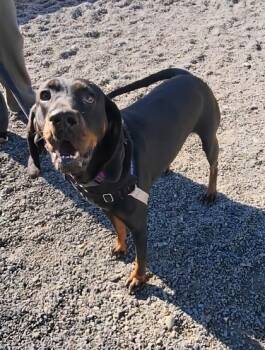 Rescue Black And Tan Coonhound and Mixed Breed Dogs for Adoption in Elmira, New York - Piper | PetCurious