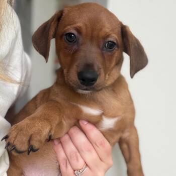 Dachshund Dogs Available for Adoption in Baton Rouge, Louisiana - Strawberry | PetCurious