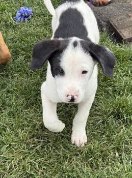Hound and Labrador Retriever Dogs Available for Adoption in South Bend, Indiana - Peter | PetCurious
