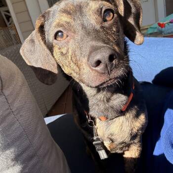 Dunkin -  Chihuahua Dog for Adoption in Cornelius, North Carolina - Dunkin | PetCurious