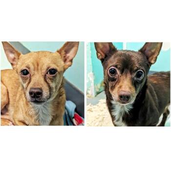 Chihuahua Dogs Available for Adoption in Eustis, Florida - Eli & Sammy | PetCurious
