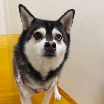Aurora -  Klee Kai Dog for Adoption in Tulsa, Oklahoma - Aurora | PetCurious