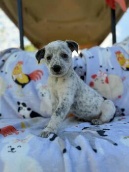 Polar Bear -  Australian Cattle Dog Blue Heeler and Mixed Breed Dog for Adoption in Dysart, Iowa - Polar Bear | PetCurious