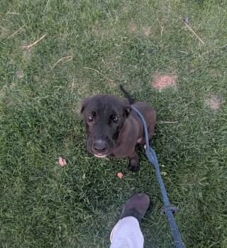 Wrangler -  Mixed Breed Dog Available for Adoption in Vaudreuil-dorion, Quebec - Wrangler | PetCurious
