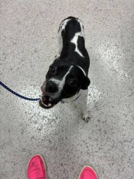 Papaya -  Cattle Dog Dog for Adoption in Marietta, Georgia - Papaya | PetCurious