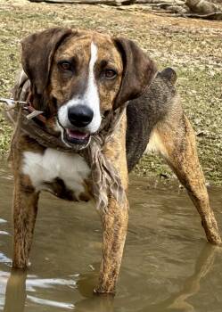 Plott Hound and American Foxhound Dogs Available for Adoption - Belle | PetCurious