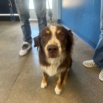Chevy -  Australian Shepherd Dog for Adoption in Kingman, Arizona - Chevy | PetCurious