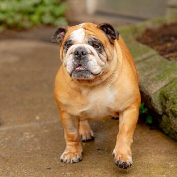 Lily -  English Bulldog Dog for Adoption in Chester Springs, Pennsylvania - Lily | PetCurious