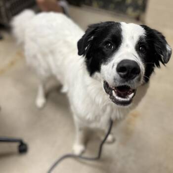 CT Orbiter -  Great Pyrenees and Border Collie Dog for Adoption in Stormville, New York - CT Orbiter | PetCurious