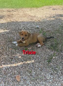 Beagle and Labrador Retriever Dogs Available for Adoption in Crocker, Missouri - Trixie | PetCurious