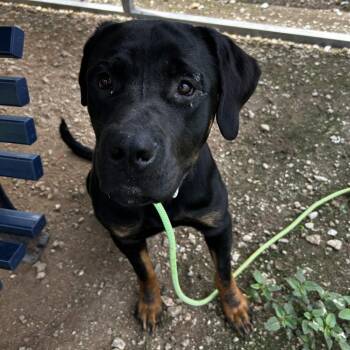 Rottweiler and Mixed Breed Dogs Available for Adoption in Greenville, South Carolina - Stallone | PetCurious