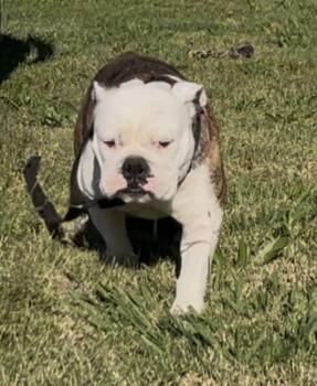 Patty Cake -  Bulldog Dog for Adoption in Woodland, California - Patty Cake | PetCurious