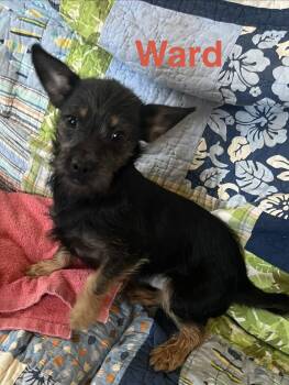 Miniature Pinscher and Yorkshire Terrier Dogs Available for Adoption - Ward | PetCurious