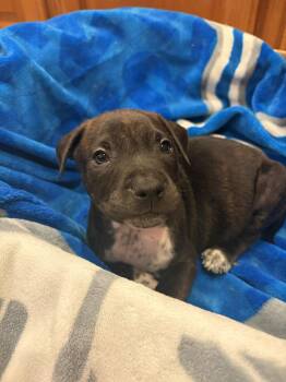 Pongo -  Pit Bull Terrier Dog for Adoption in Belleville, Michigan - Pongo | PetCurious