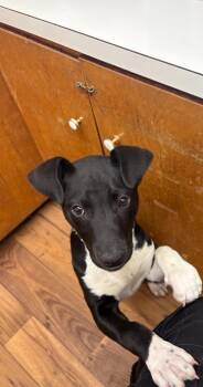 Labrador Retriever and Staffordshire Bull Terrier Dogs Available for Adoption in Fayetteville, Tennessee - Cleo | PetCurious