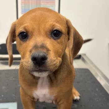 Denim (DK BLU) -  Catahoula Leopard Dog and Mixed Breed Dog for Adoption in League City, Texas - Denim (DK BLU) | PetCurious