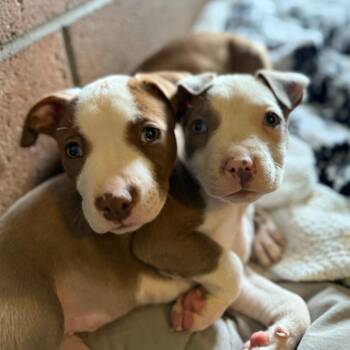 Jordan -  Pit Bull Terrier Dog for Adoption in Goleta, California - Jordan | PetCurious